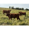 Image 5 : Munro Ranchin 569# October Delivery Steer Calves - 80 Head (Cochrane, AB)