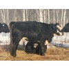 Image 13 : Double X Management - 46 1st - 4th Calvers (Langruth, MB)
