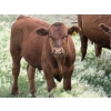 Image 10 : Ben Penner - 700# October Delivery Steer Calves - 50 Head (Purple Springs, AB)