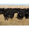 Image 3 : Hegedys Ranching - 1030# January Delivery Steers - 62 Head (Acme, AB)