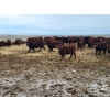 Image 6 : Raymond Land & Cattle - 760# March Weaned Steers - 180 Head (Hazenmore, SK)