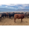 Image 9 : Westwold View Farms - 950# September Delivery Steers - 62 Head (Westwold, BC)