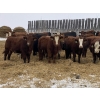 Image 5 : Garth & Theresa Kauppi - 870# December Weaned Steers - 73 Head (Eckville, AB)