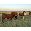 Image 5 : Taylor Family Farms - 720# October Delivery Steer Calves - 82 Head (Leslieville, AB)