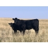 Image 12 : Brad & Sandy Lockhart - 550# October Delivery Steer Calves - 110 Head (Big Stone, AB)