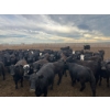Image 14 : Cattlewood Farms Ltd. - 740# June Delivery Heifers - 145 Head (Fincastle, AB)