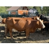 Image 4 : Garth & Theresa Kauppi - 1550# September Delivery Cows - 35 Head (Eckville, AB)