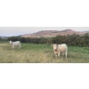 Image 7 : Wyatt & Meg Isaacson - 950# Sept/Oct Delivery Grass Steers - 61 Head (Killdeer, SK)