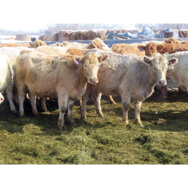 Frank Martens - 24 Tan/Silver Char X Bred Heifers (Theodore, SK)