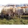 Image 1 : Frank Martens - 24 Tan/Silver Char X Bred Heifers (Theodore, SK)