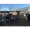 Image 2 : VJS Ag Corp. - 770# March/April Delivery Steers - 77 Head (Vanscoy, SK) VBP+
