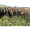 Image 13 : K6 Farms - 1000# Sept/Oct Delivery Grass Steers - 210 Head (Buck Lake, AB)