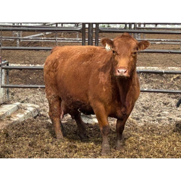 Verdant Valley Farming - 2 Red 3rd Calf Pairs 