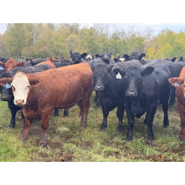 James Keen - 25 Red/RBF/RWF March/April Calving Bred Heifers (Reaburn, MB)