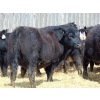 Image 7 : Leon Torkelson - 710# April Delivery Heifers - 90 Head (Millicent, AB)