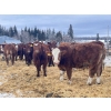 Image 2 : Splane Bros.  - 750# January Delivery Steers - 150 Head (Boyle, AB)