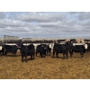 Image 7 : A&A Farms - 32 Black Blaze/Brockle Replacement Heifers (Coaldale, AB)