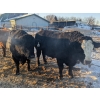 Image 3 : Long Haul Farms - 40 Exotic/Angus X April/May Calving Bred Cows (Steinbach, MB)