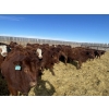 Image 8 : Knievel Farms - 825# March Delivery Steers - 70 Head (Trochu, AB)