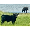 Image 8 : Schunicht Farms - 700# Dec/Jan Delivery Weaned Steers - 80 Head (Strathmore, AB)