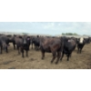 Image 6 : Ripple Rock Ranch - 965# July Delivery Heifers - 210 Head (Fincastle, AB)