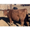 Image 5 : Hawk Ranching - 960# February Delivery Steers - 65 Head (Nanton, AB)