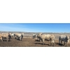 Image 4 : Cross Bar Ranch - 1025# May Delivery Heifers - 62 Head (Consort, AB)