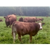 Image 2 : Mullen Land & Cattle Co. - 650# September Delivery Steer Calves - 95 Head (Peers, AB)