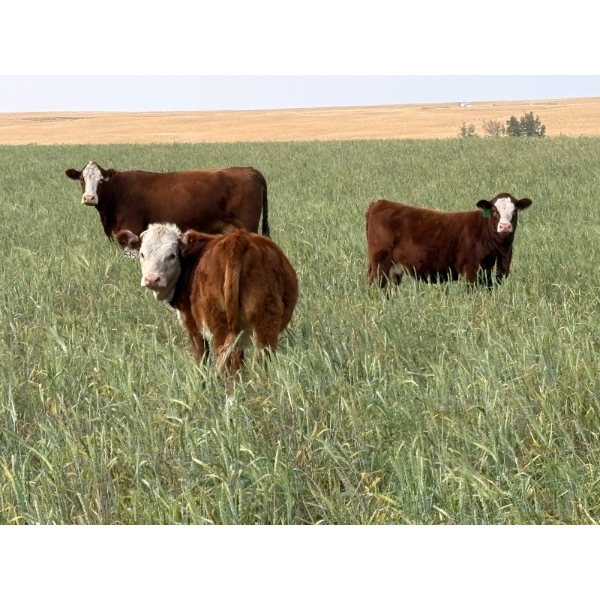 Jones Hereford Ranch - 540# October Delivery Heifer Calves - 30 Head (Balzac, AB)