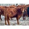 Image 2 : Doug Reinhardt - 700# March Delivery Heifers - 34 Head (Irricana, AB)