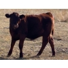 Image 3 : Wayne Rathe - 540# October Delivery Heifer Calves - 70 Head (Medicine Hat, AB)