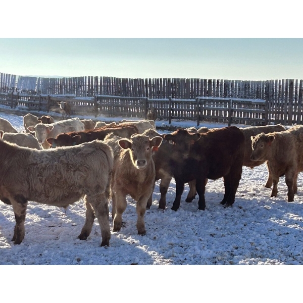 Pleasant View Farms - 860# February Weaned Steers - 125 Head (Irma, AB)