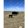Image 6 : R & W Cattle Co. Ltd. - 550# November Delivery Steer Calves - 110 Head (Carolside, AB)