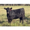 Image 5 : Terry Hines Livestock - 36 Black Angus Bred Heifers (Marwayne, AB)