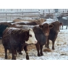 Image 2 : Elkwater Farming Co. - 1630# Cows - 520 Head (Elkwater, AB)