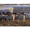 Image 6 : Lesher Lane Enterprises - 950# June Weaned Steers - 250 Head (Lacombe, AB)