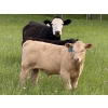 Image 5 : Jason & Emil Kure - 670# October Delivery Steer Calves - 90 Head (Bowden, AB)