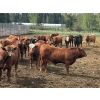 Image 2 : CL Ranches Ltd. - 975# June Delivery Bulls - 23 Head (Cochrane, AB)