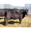 Image 7 : Leib Farm & Ranch Ltd. - 20 Black Angus/Black Angus X Pairs (Southey, SK)