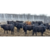 Image 2 : Block's Ranching Ltd. - 750# May Delivery Steers - 42 Head (Bow Island, AB)