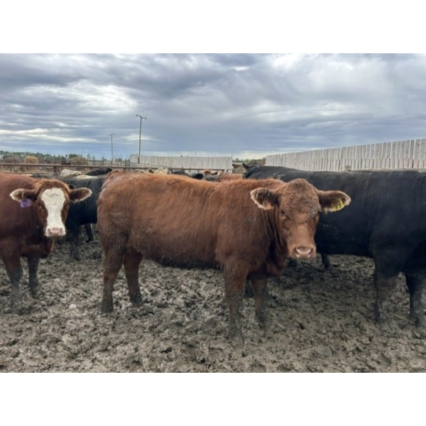 Birch Island Land & Cattle - 1050# June/July Delivery Heifers - 57 Head (Rhein, SK)