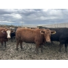 Image 1 : Birch Island Land & Cattle - 1050# June/July Delivery Heifers - 57 Head (Rhein, SK)