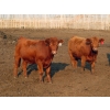 Image 6 : Little Rainbow Ranch - 950# July/August Delivery Steers - 65 Head (Moosomin, SK)