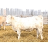 Image 6 : Kelly, Rita & Corey Fitzpatrick - 725# March Delivery Heifers - 68 Head (Glen Ewen, SK)