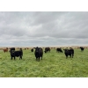 Image 4 : Kevlon Land & Cattle - 630# October Delivery Heifer Calves - 32 Head (Taber, AB)