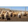 Image 2 : Amber Mountain Farms - 650# May Delivery Heifers - 57 Head (Vauxhall, AB)