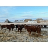Image 8 : Kris Springer - 950# November Delivery Open Grass Heifers - 130 Head (Foam Lake, SK)