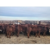 Image 15 : Redline Livestock - 550# November Delivery Steer Calves - 100 Head (Didsbury, AB)