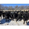 Image 6 : GDS Enterprises Ltd. - 860# February Delivery Steers - 128 Head (Burstall, SK)