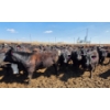 Image 8 : Cattlewood Farms Ltd. - 830# April Delivery Heifers - 70 Head (Vauxhall, AB)